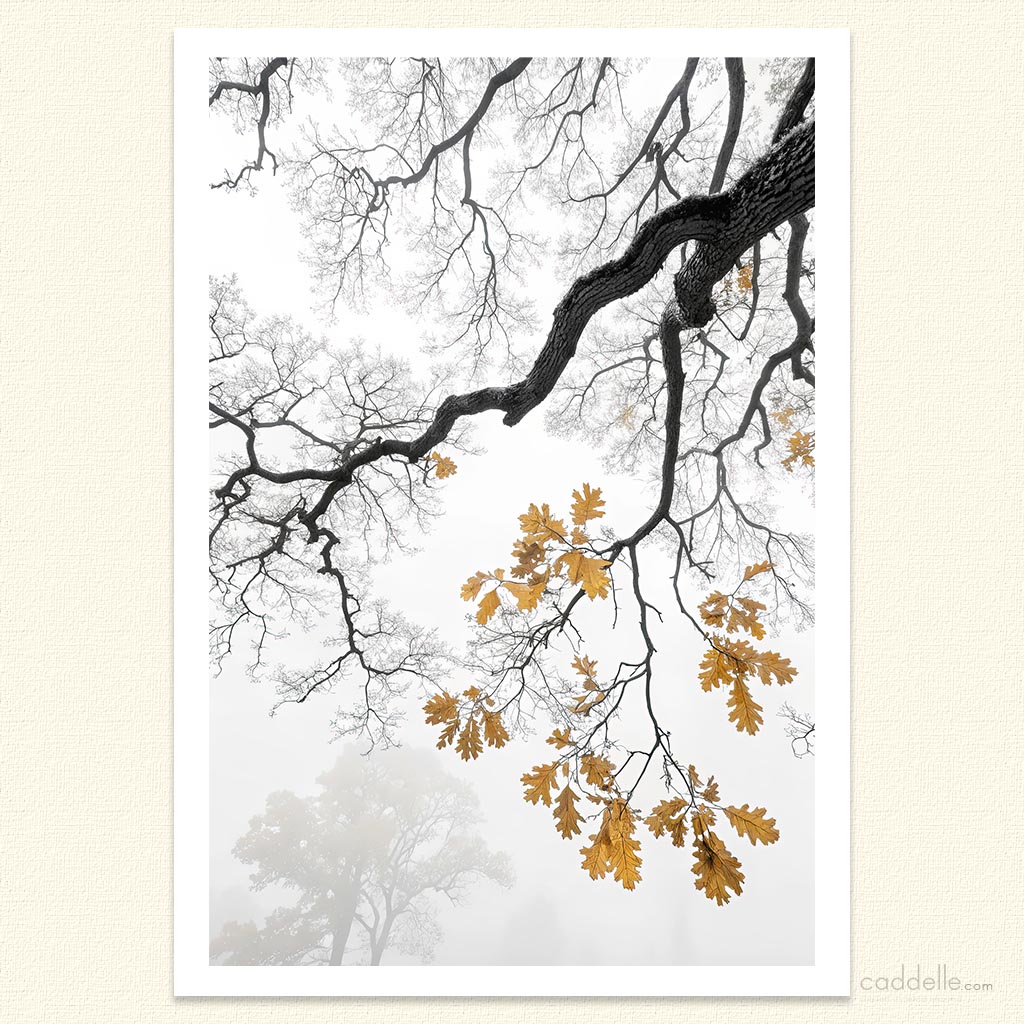 Autumn Oak in Mist